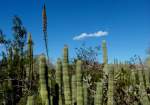 Desert Botanical Garden Cacti