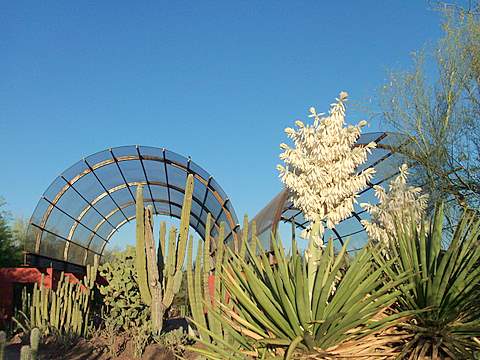 Cactus flowers at the Desert Botanical Garden