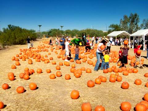 Desert Botanical Garden's Pumpkin Patch