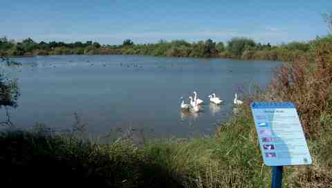 Gilbert Riparian Preserve Pond