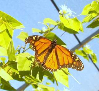 Monarch Butterfly