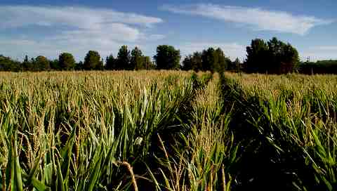 Corn at the Schnepf Farm