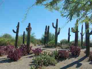 Saguaros in the Riparian Preserve