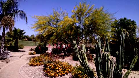 Spring in the desert