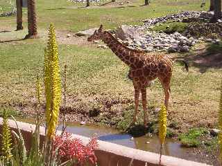 Baby Giraffe