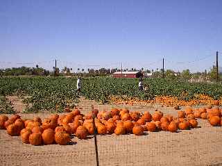 Schnepf Pumpkin and Chili Party