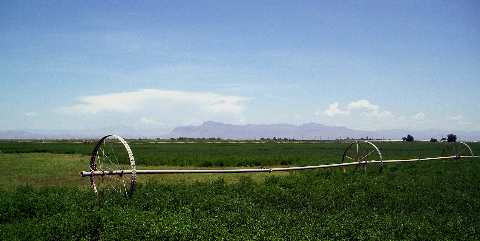 Alfalfa fields with Superstition Mountains in background