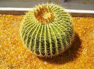 Cactus with colorful glass