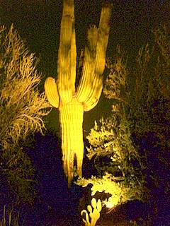 Saguaro Cactus