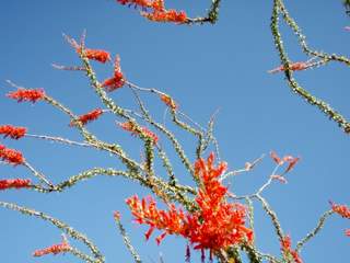 Ocotillo Flowers