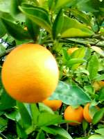 Orange- tree ripened