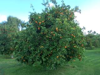 Arizona Citrus Tree