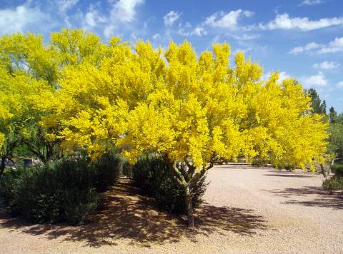 Palo Verde in bloom