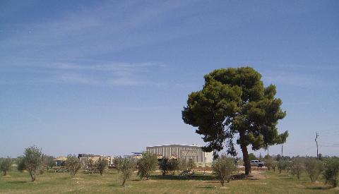 Olive Mill and trees