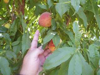 Pick a ripe peach!