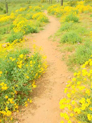 Brittlebush Trail