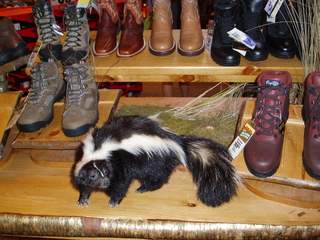 How did this skunk get into the shoes?