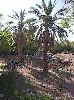 Zebras hiding